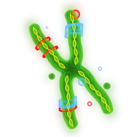 Dna PNG