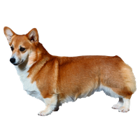 Corgi PNG Free Photo Transparent HQ PNG Download | FreePNGImg