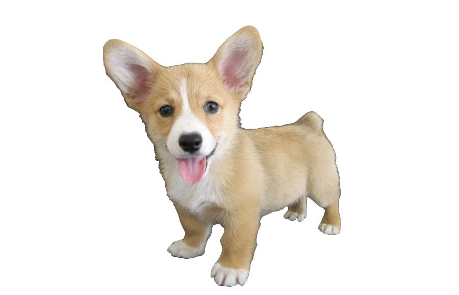 Cute Dog Corgi Free Download PNG HQ PNG Image