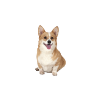 Cute Dog Corgi Free Download PNG HQ Transparent HQ PNG Download ...