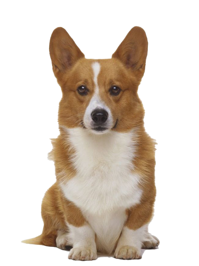 Cute Dog Corgi Download HQ PNG Image