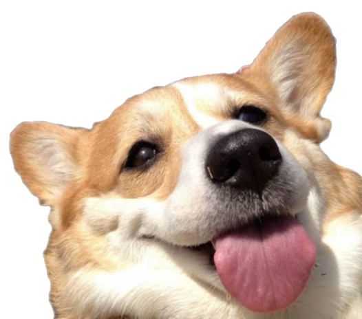 Cute Dog Corgi Download Free Image PNG Image