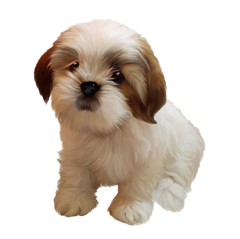 Shih Puppy Tzu Free Clipart HD PNG Image
