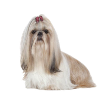 Cute Shih Tzu Free PNG HQ Transparent HQ PNG Download | FreePNGImg