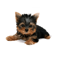 Dog Png Image Picture Download Dogs PNG Image