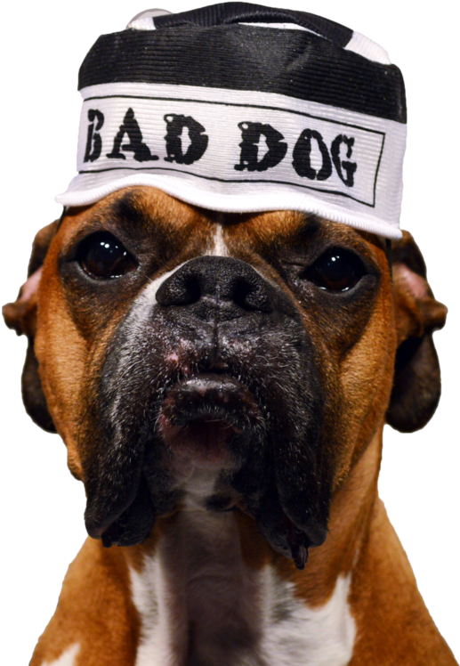 Cap Boxer Dog Free Transparent Image HQ PNG Image