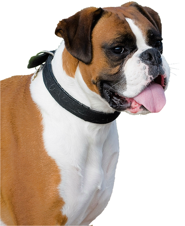 Boxer Dog PNG Image High Quality PNG Image