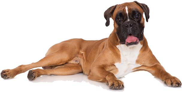 Brown Boxer Dog Free Transparent Image HQ PNG Image