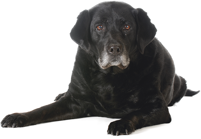 Black Dog Sitting Free Download PNG HQ PNG Image
