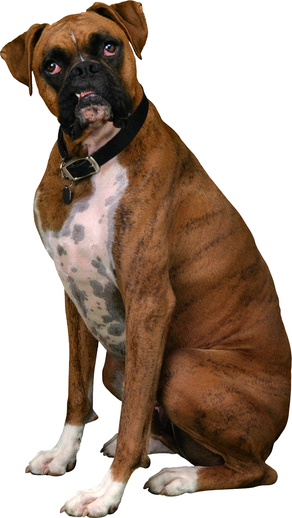 Boxer Dog Sitting Free Clipart HQ PNG Image