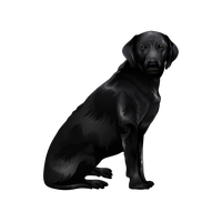 Vector Black Labrador Dog PNG Free Photo