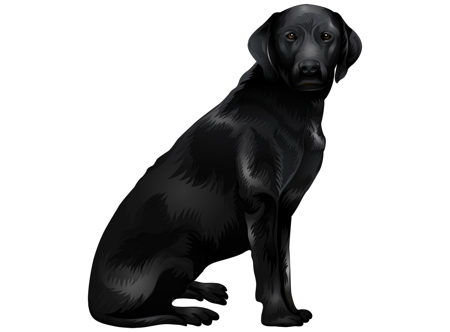 Vector Black Labrador Dog PNG Free Photo PNG Image