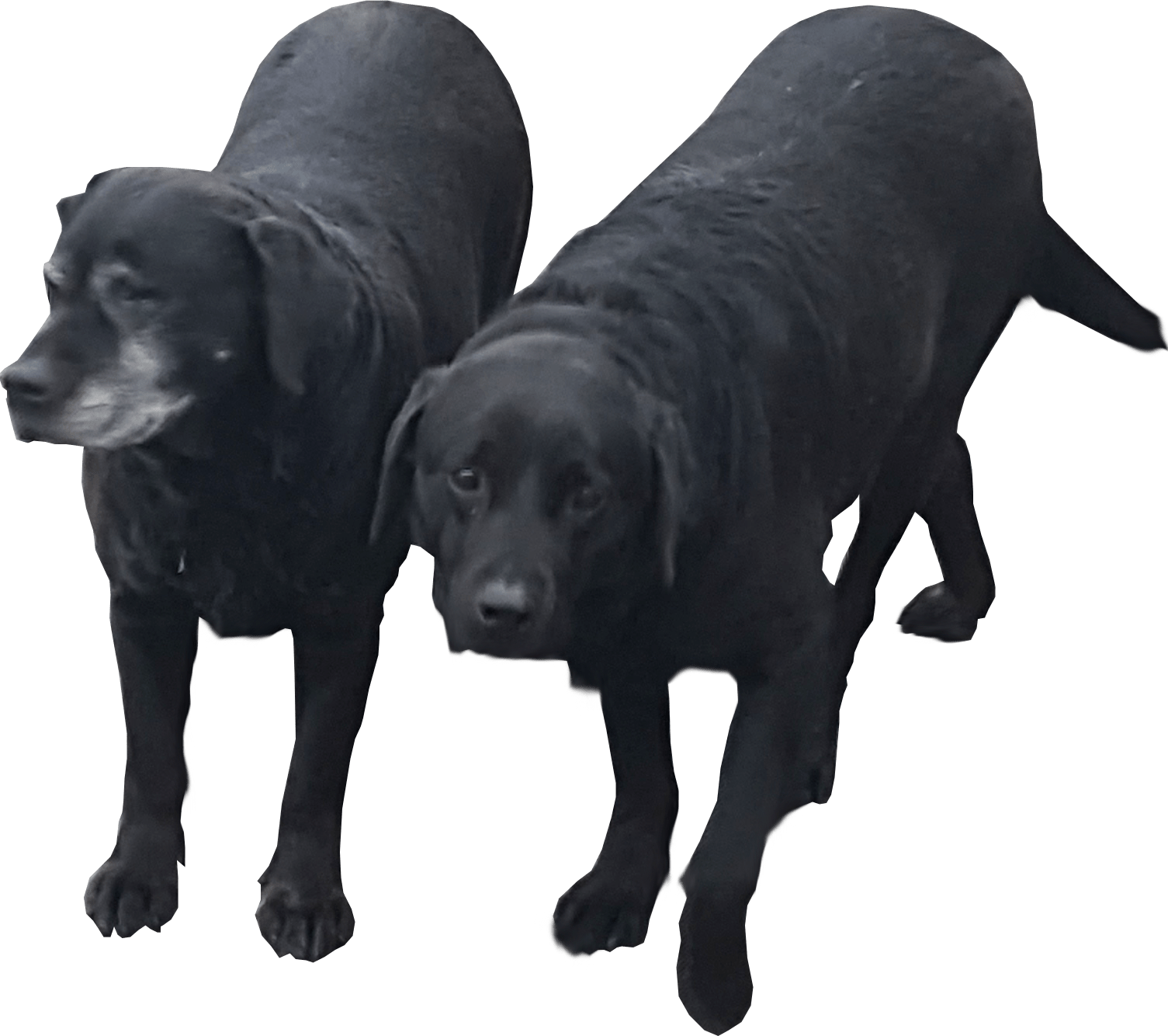 Couple Black Dog Free Photo PNG Image