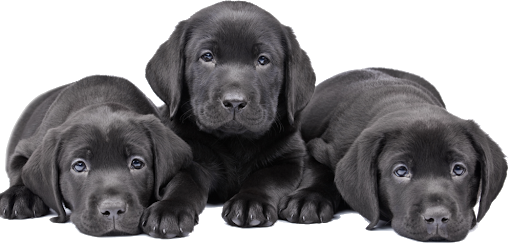 Puppies Black Dog Free Clipart HQ PNG Image