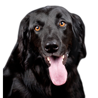 Tongue Black Dog Out PNG File HD PNG