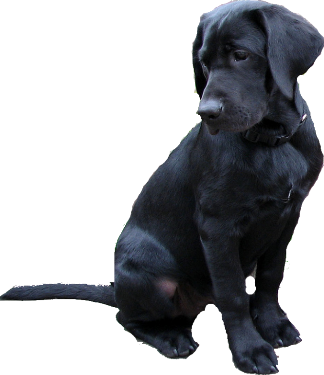Black Labrador Dog Free Clipart HQ PNG Image