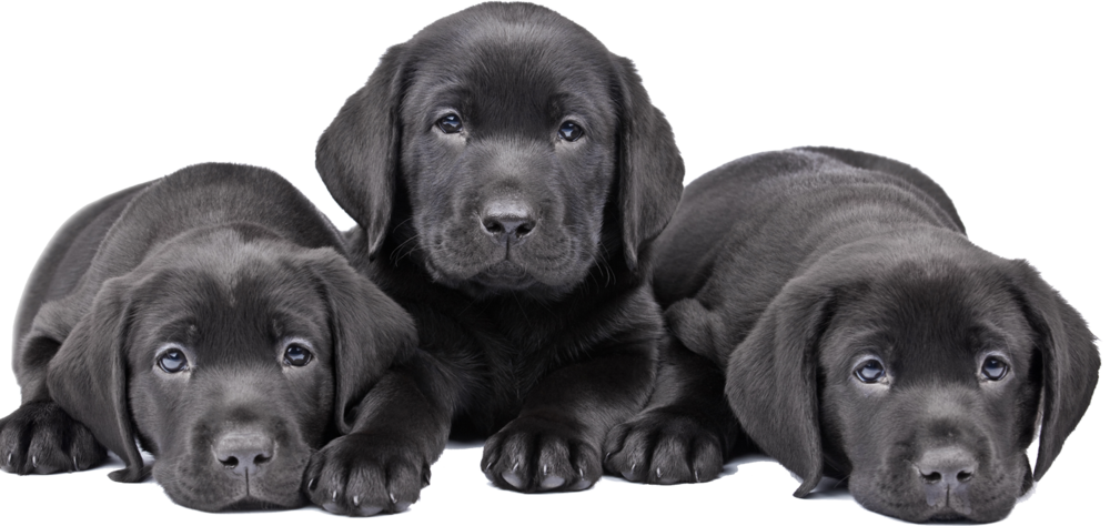 Puppies Black Labrador Dog Free Clipart HQ PNG Image