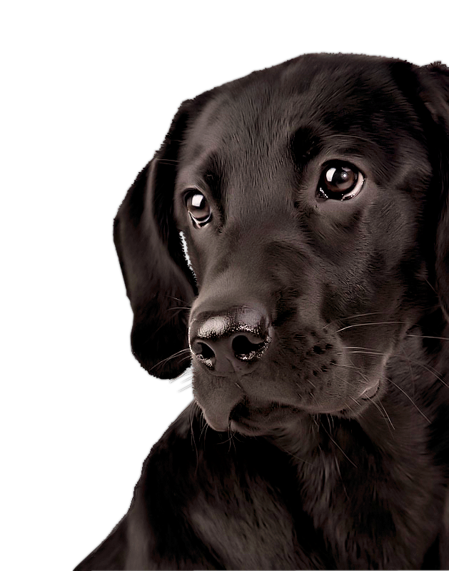 Face Retriever Black Labrador Dog PNG Image