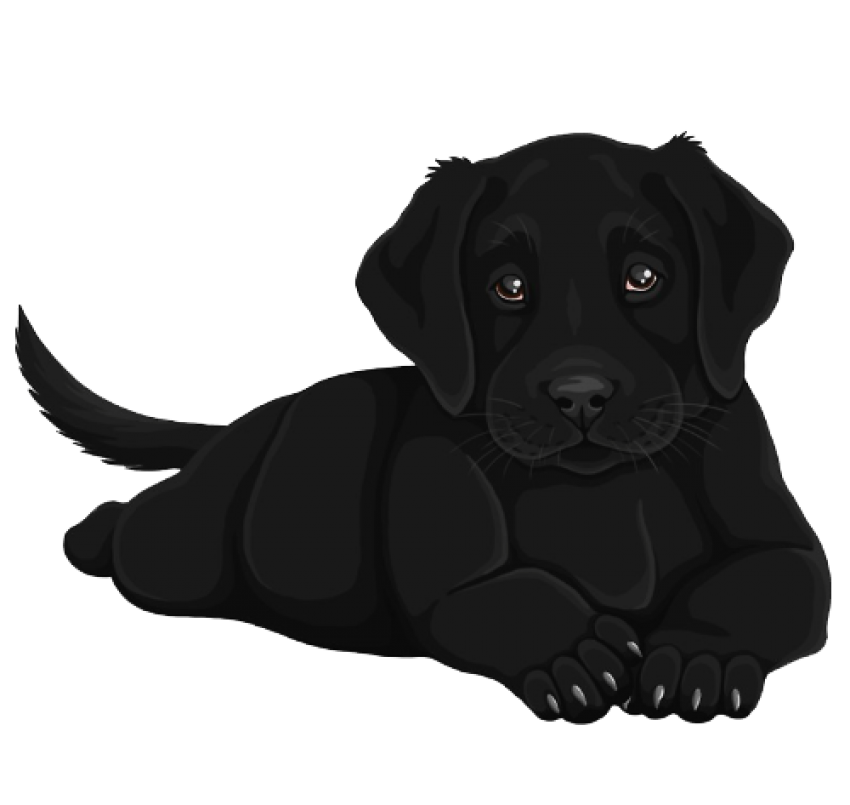 Puppy Black Labrador Dog HD Image Free PNG Image