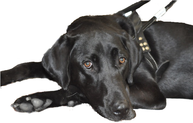 Retriever Black Labrador Dog Free Clipart HQ PNG Image