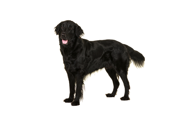 Standing Black Labrador Dog Free Download Image PNG Image