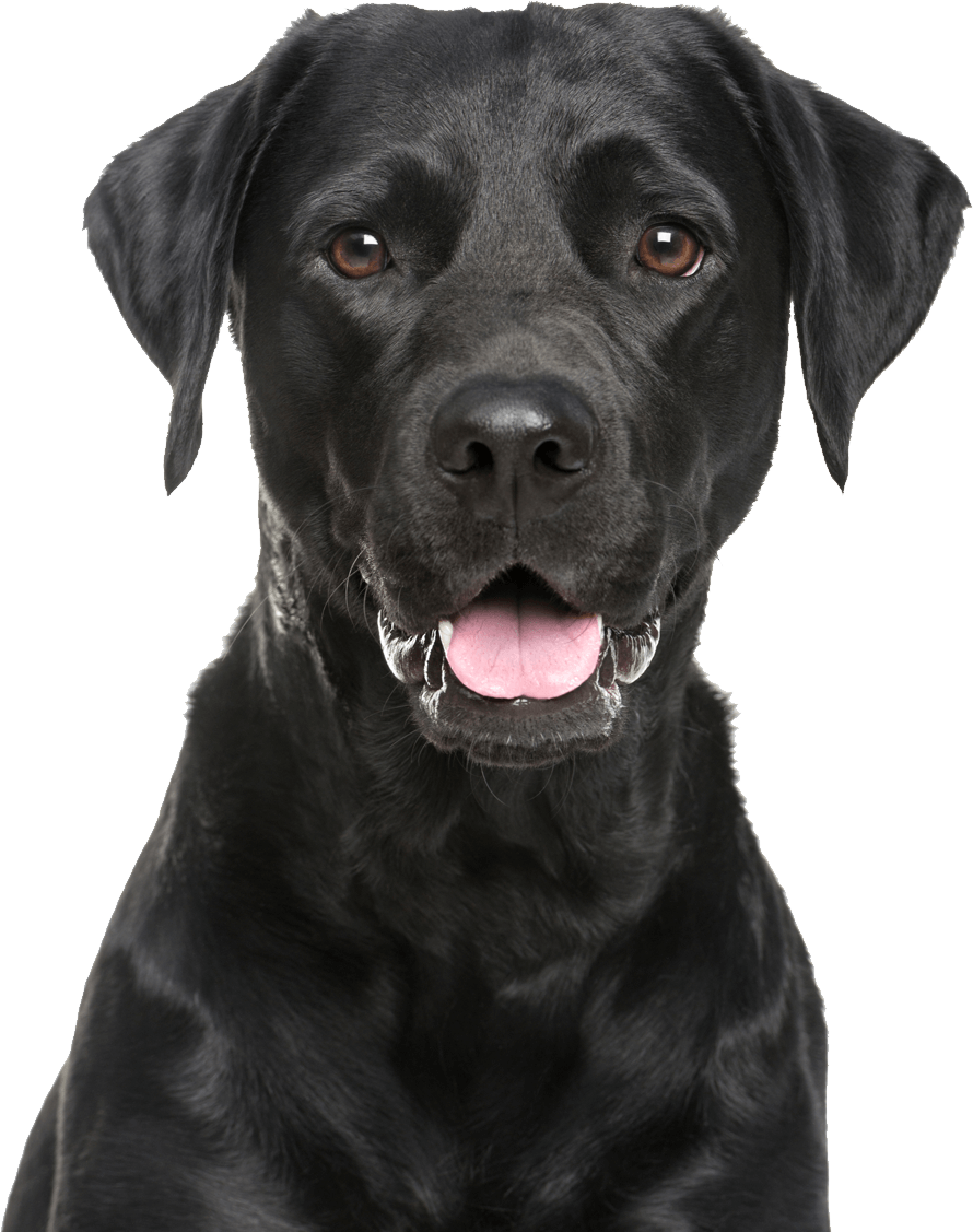 Tongue Black Labrador Dog Free Clipart HD PNG Image
