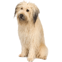 Dog Png Image PNG Image