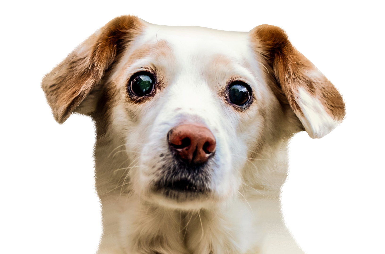 Dog Face Free PNG HQ PNG Image
