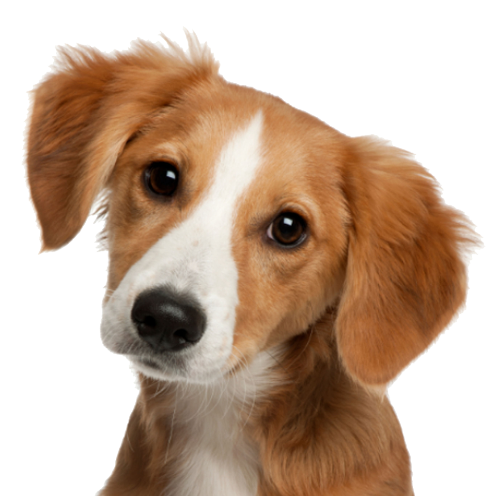 Download Puppy Dog Face Free Transparent Image HD HQ PNG Image ...
