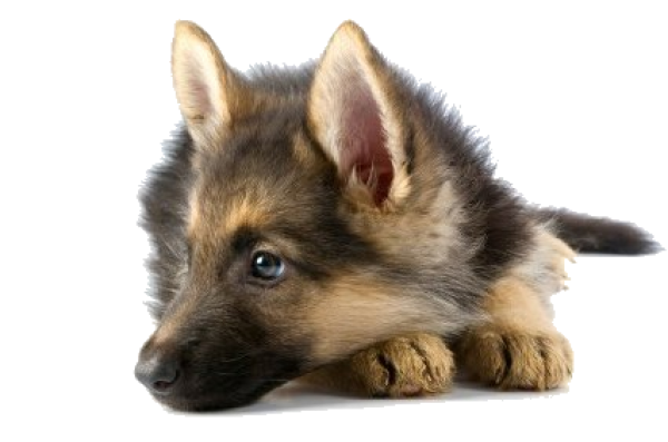 Puppy Dog Face HQ Image Free PNG Image