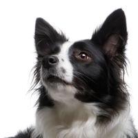 Border Collie Transparent PNG