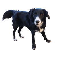 Border Collie Transparent Background PNG
