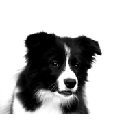 Border Collie Photos PNG