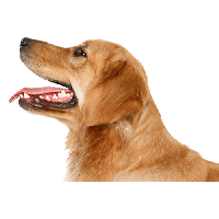 Dog Png Image PNG