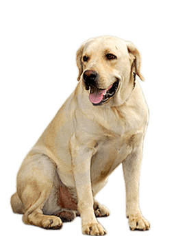 Small Puppy Png Image Picture Download Dogs PNG Image