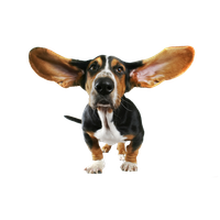 Download Dog Free PNG photo images and clipart | FreePNGimg