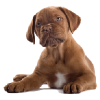 Dog Png Image PNG