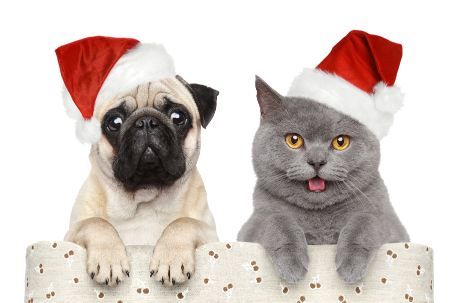 Christmas,Halloween,Christmas Pet Hats Claus Dog Cat Santa PNG Image