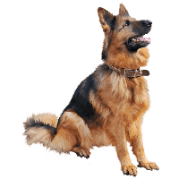 Dog Png Image PNG