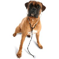Dog Png Image Picture Download Dogs PNG