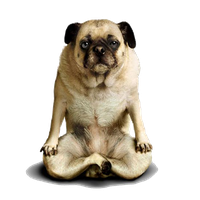 Yoga U015Bvu0101Nu0101Sana Doga Mukha Adho Dogs PNG