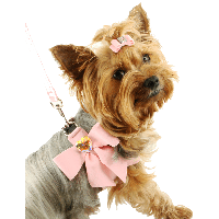 Dog Png Image PNG