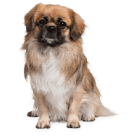 Dog Png Image PNG