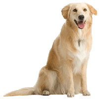 Download Dog Free Png Photo Images And Clipart Freepngimg