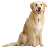 dog hd png