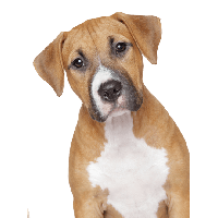 Dog Png Image Picture Download Dogs PNG