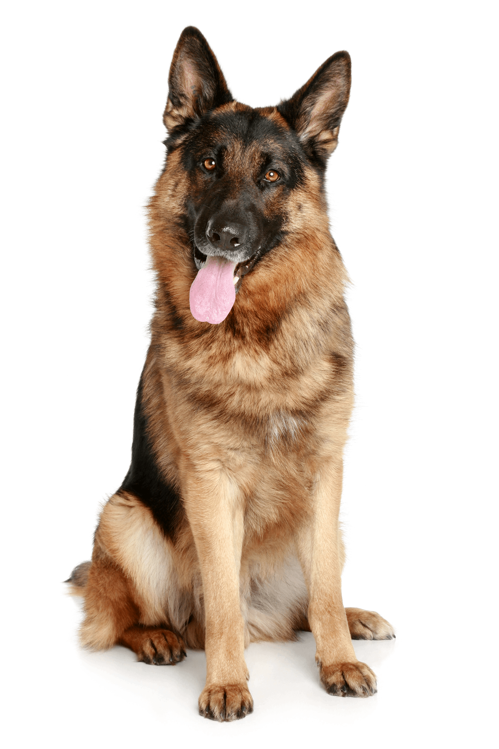 Download Dog Png Image HQ PNG Image | FreePNGImg