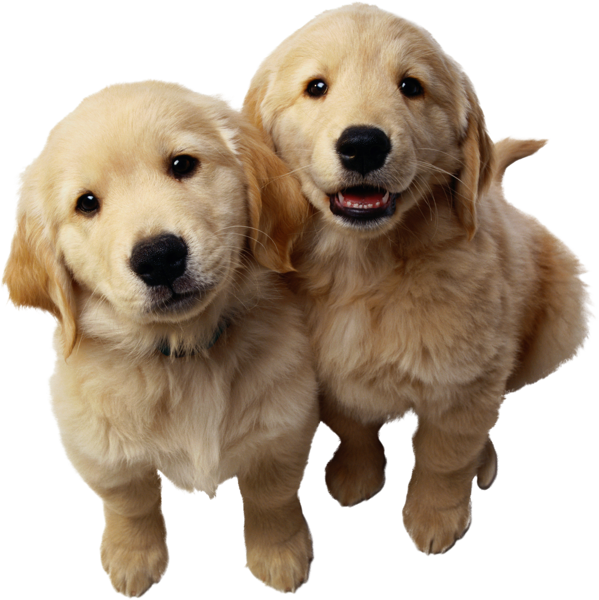 Dog Transparent PNG Image