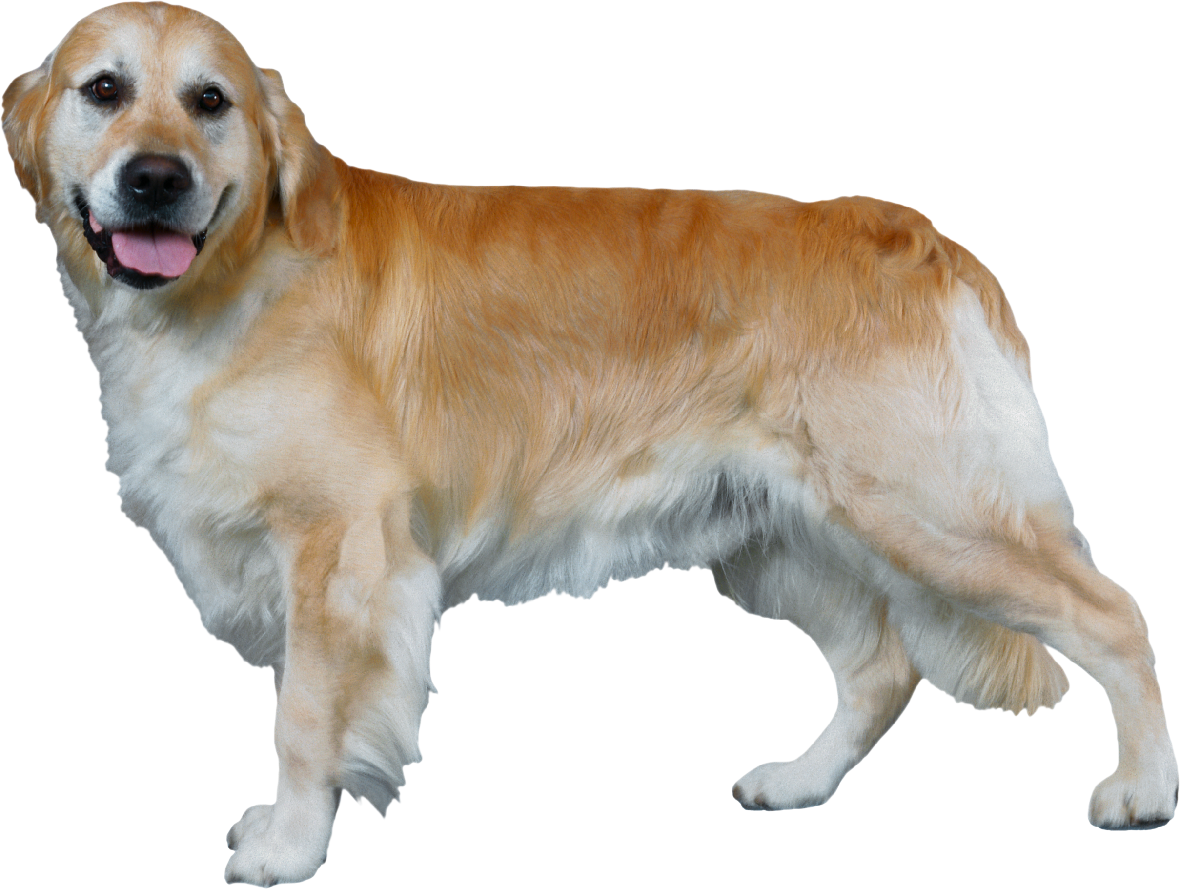 Dog Transparent PNG Image