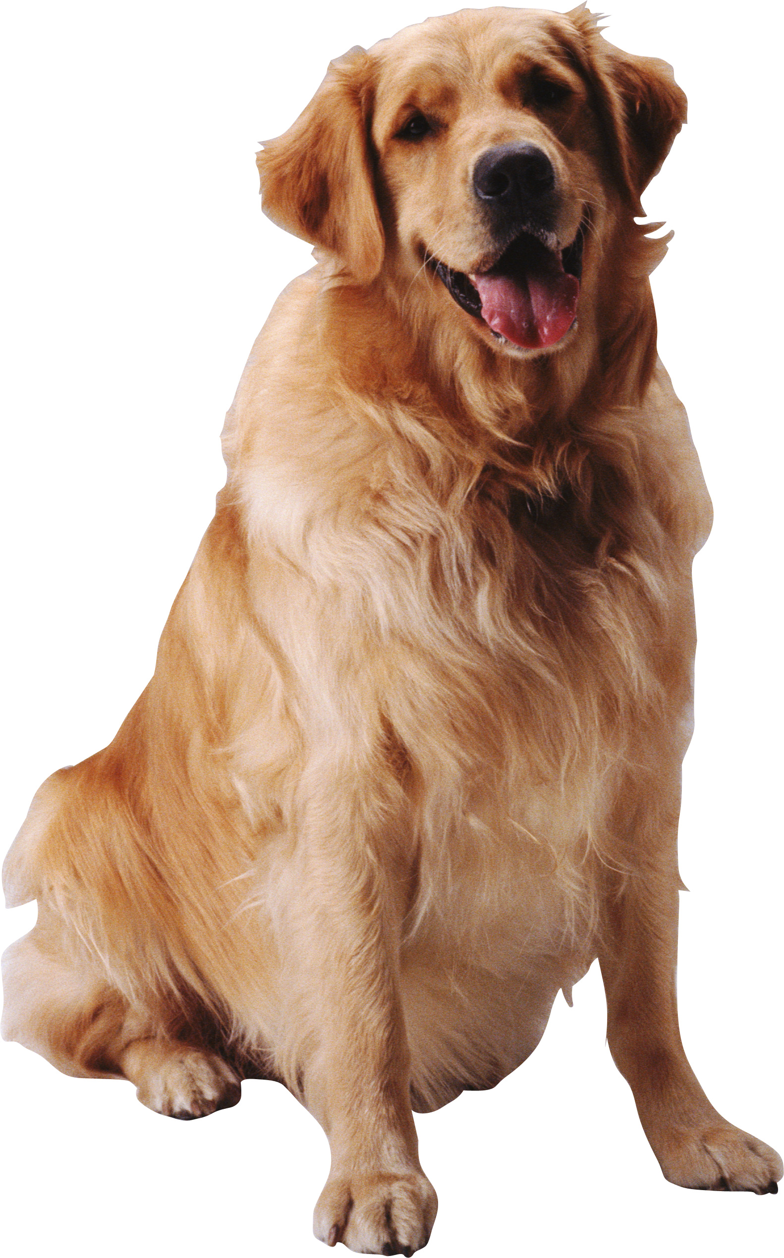 Dog Transparent PNG Image